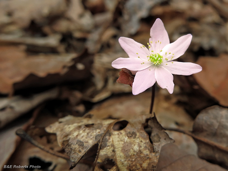 Rue_Anemone