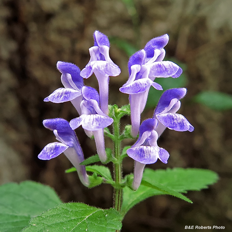 Skullcap