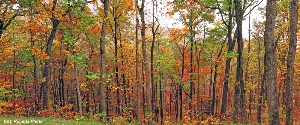 Foliage