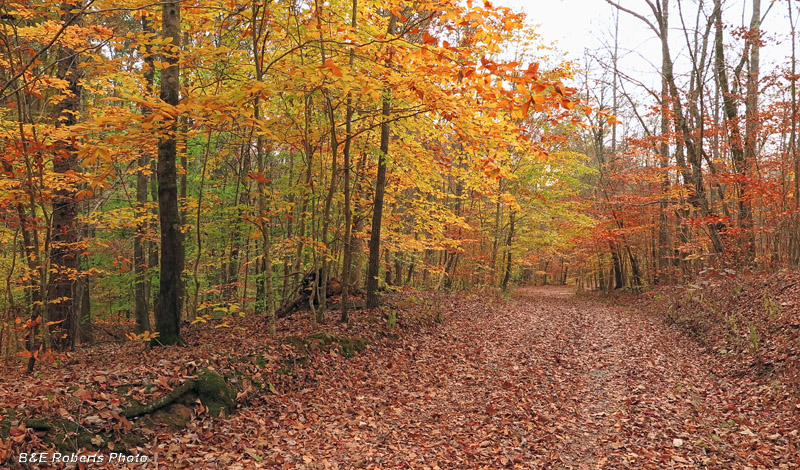 Road_leaves