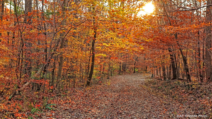 Road_foliage