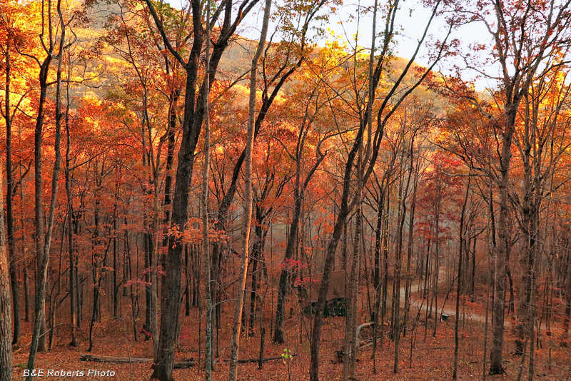 View_To_cabin_driveway