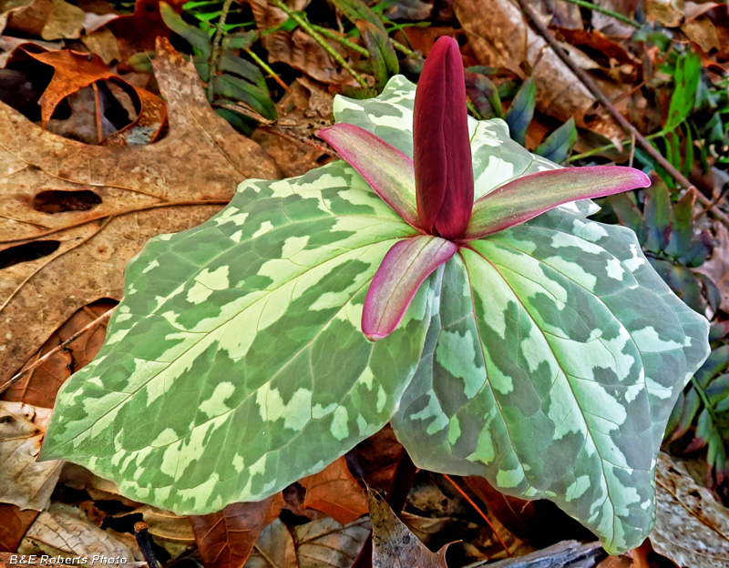 Trillium