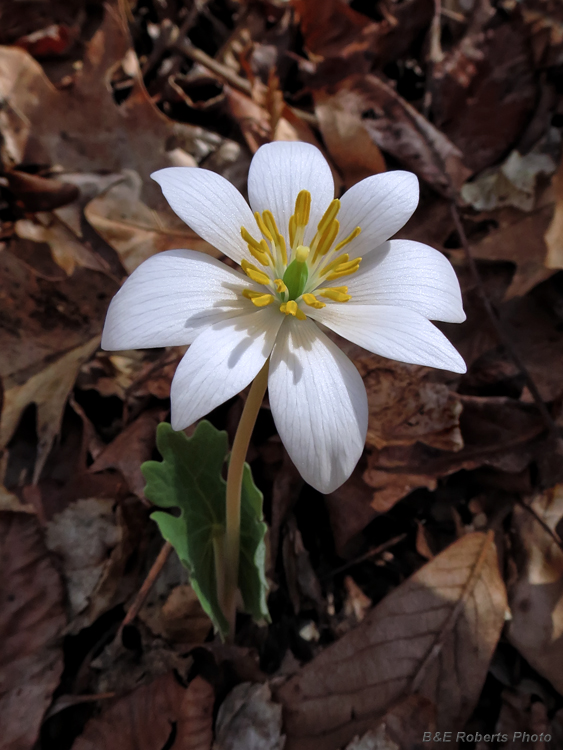 Bloodroot