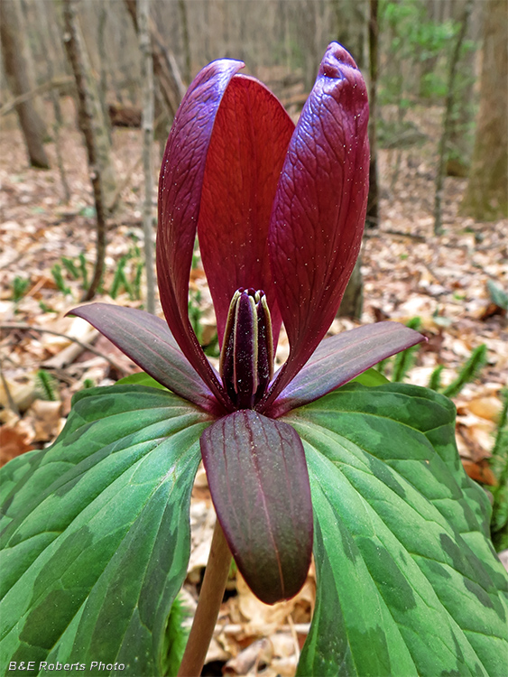 Trillium cuneatum