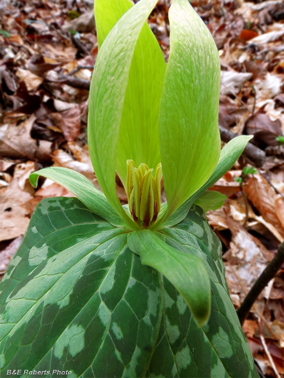 Trillium_cuneatum-yellow