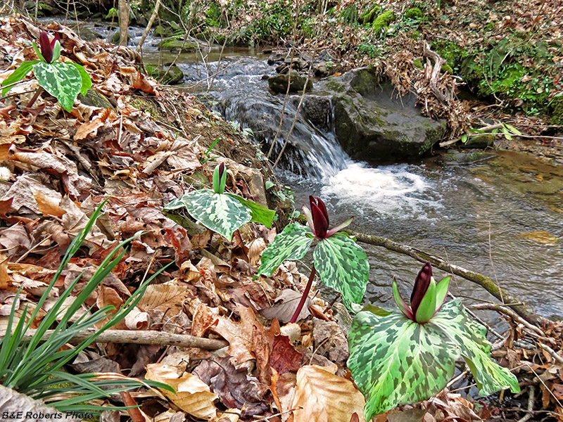 Creekside_trilliums