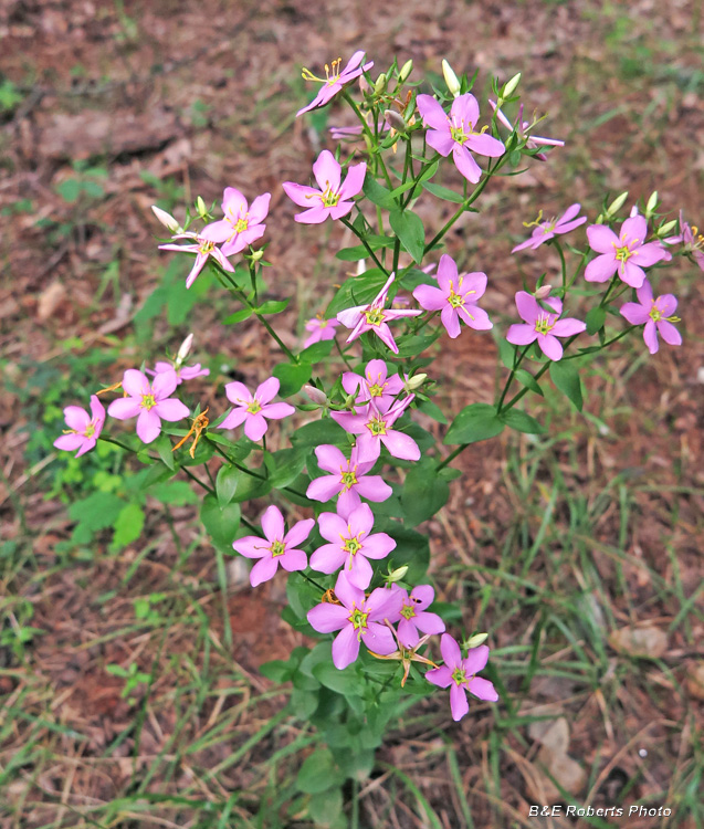 Sabatia_angularis