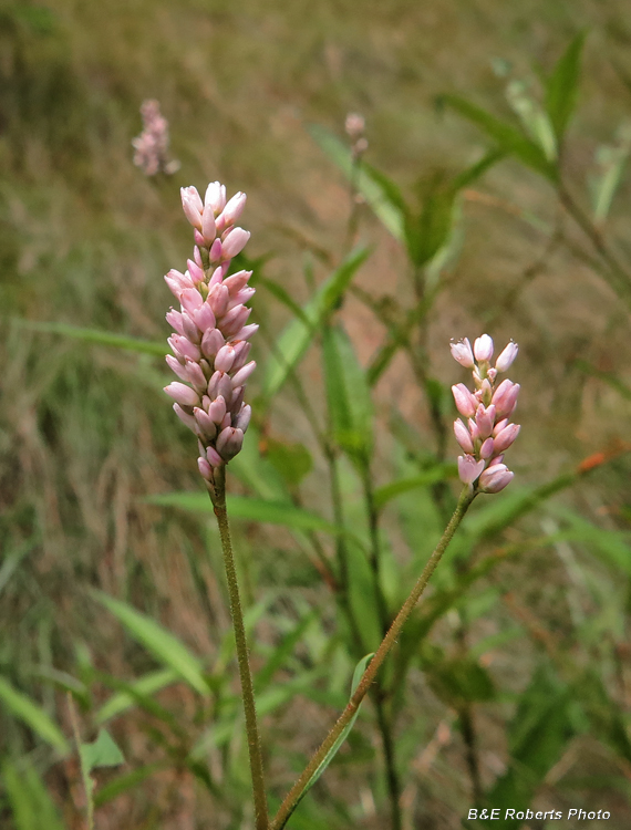 Persicaria-pensylvanica