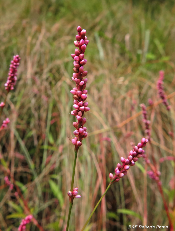 Persicaria_longiseta