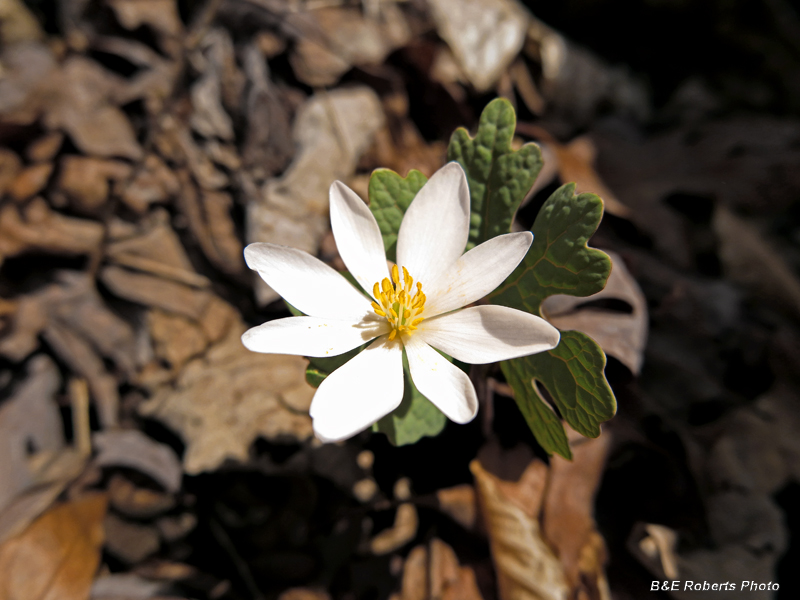 Bloodroot