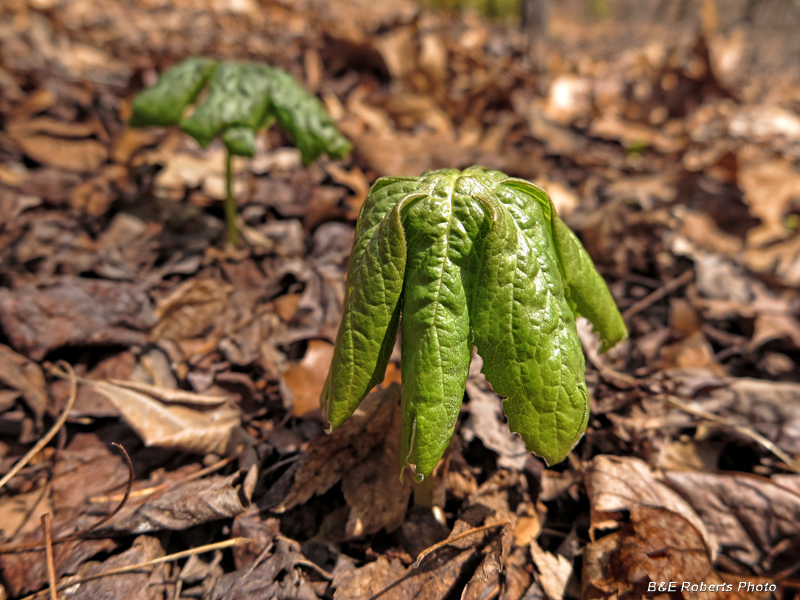 Mayapple