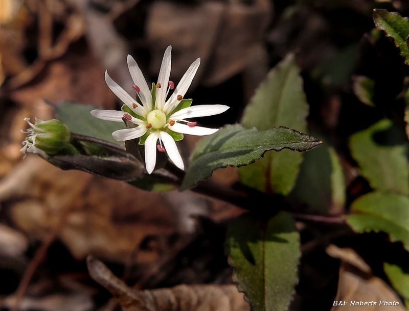 Chickweed