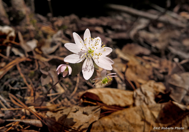 Rue_Anemone