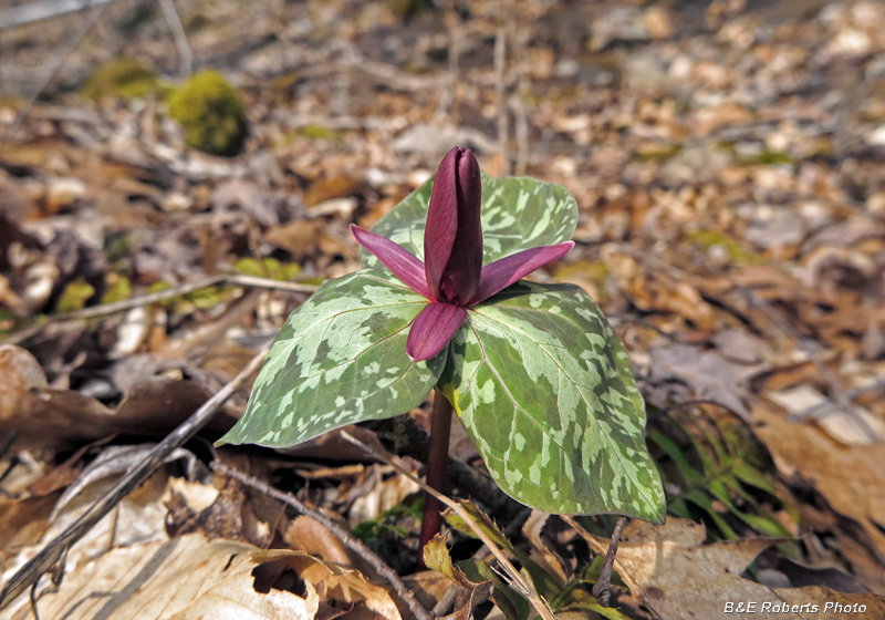 Trillium_cuneatum