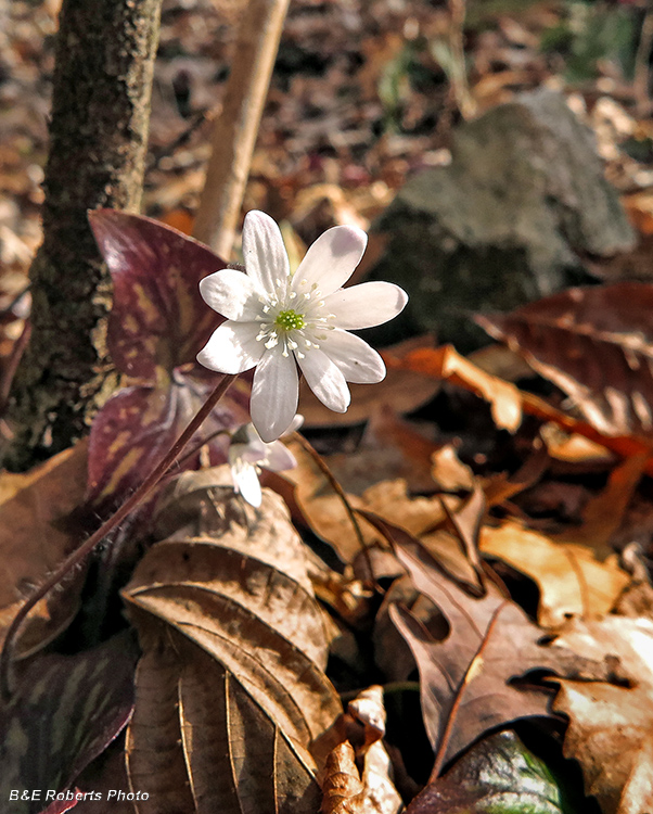 Hepatica