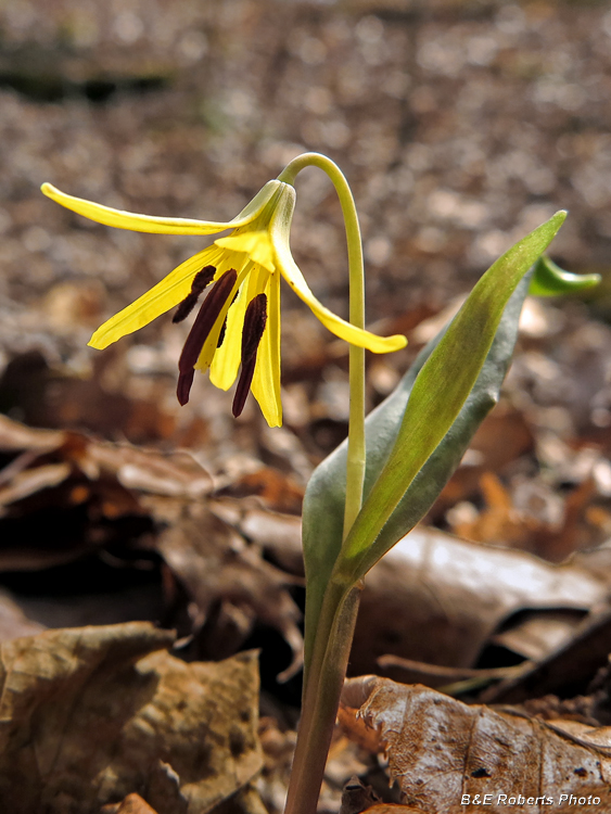 Trout_Lily