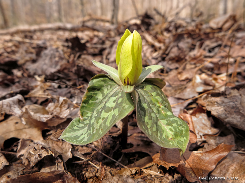 Yellow_Trillium