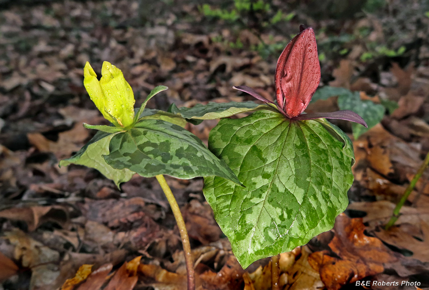 Trilliums