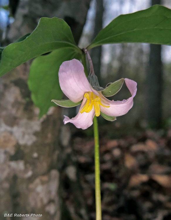 Trillium