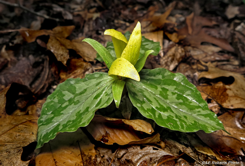 Trillium