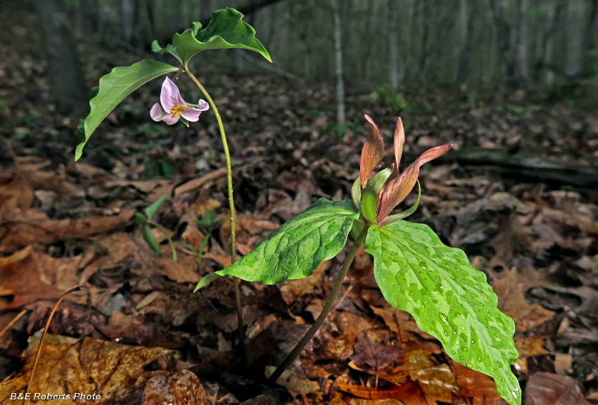 Trilliums