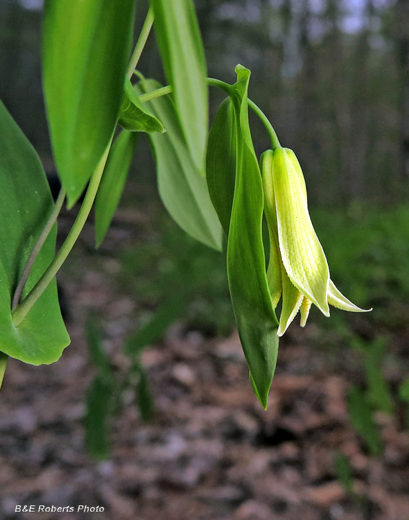 Bellwort