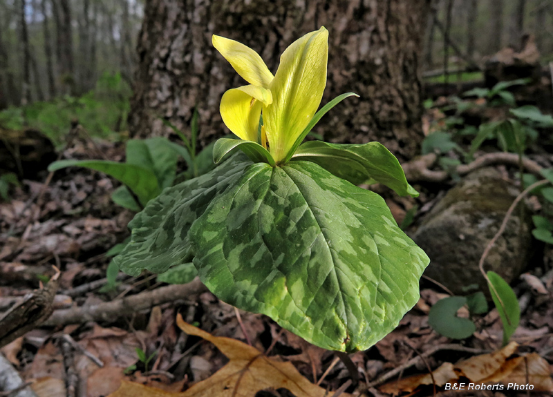 Yellow_Trillium