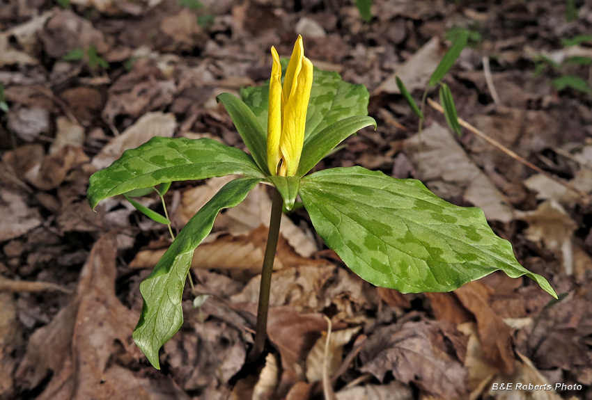 Yellow_Trillium