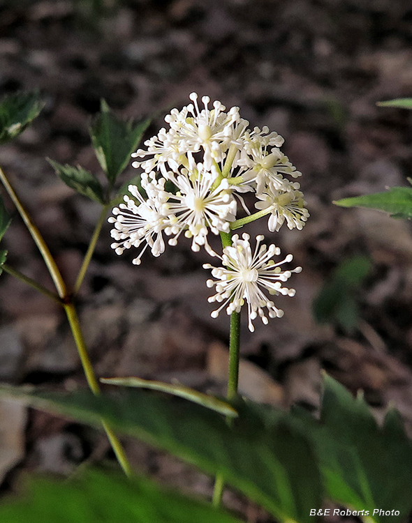 Baneberry