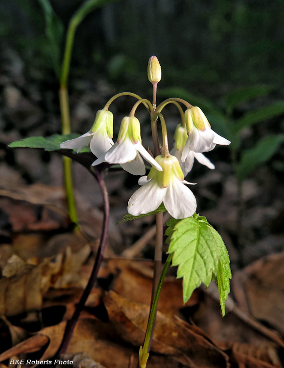 Toothwort