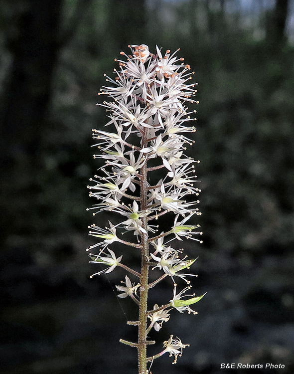 Foamflower