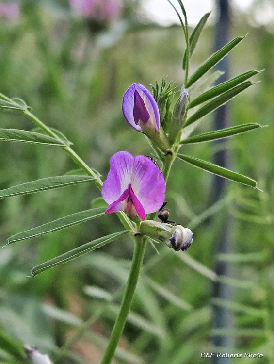 Common_Vetch