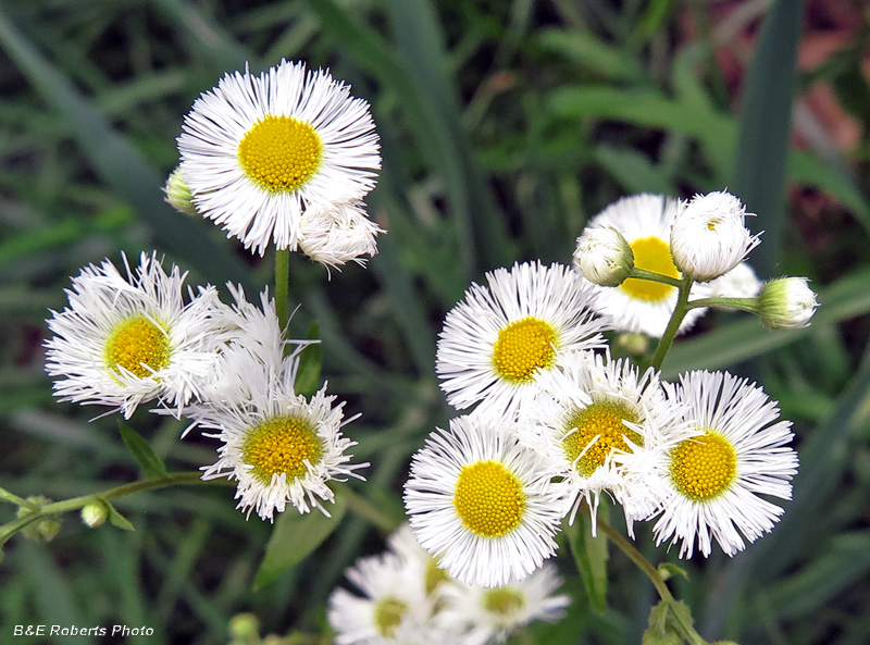 Daisy_Fleabane