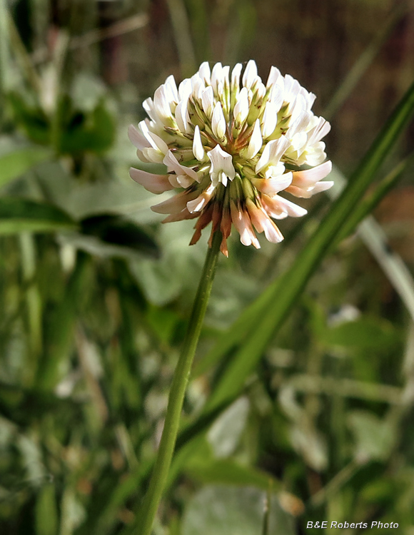 White_Clover