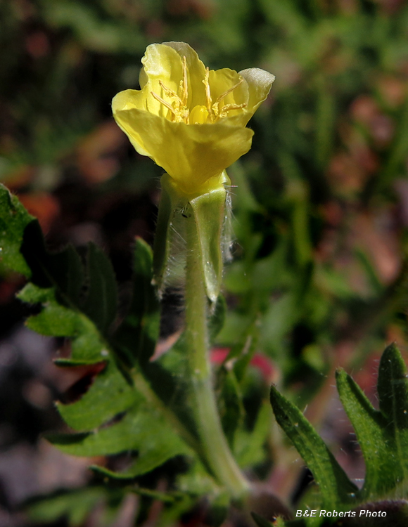 Cutleaf_evening_primrose