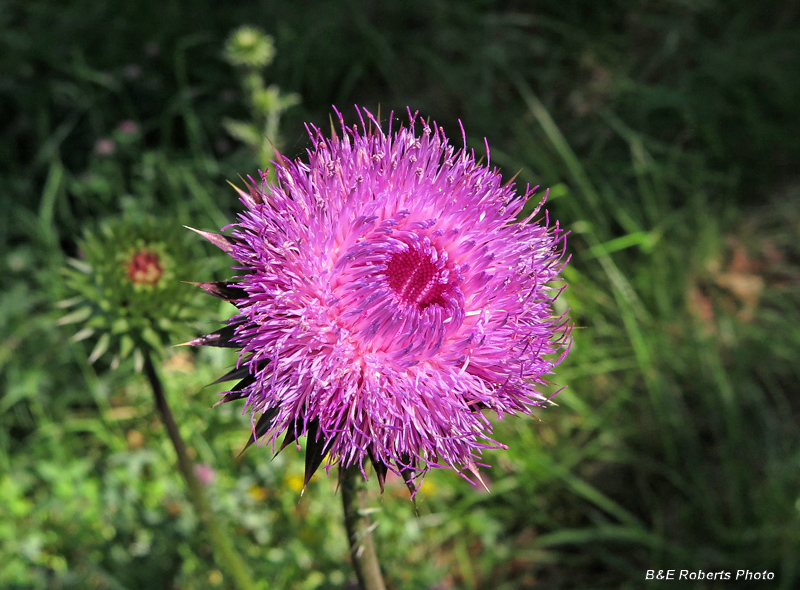 Thistle