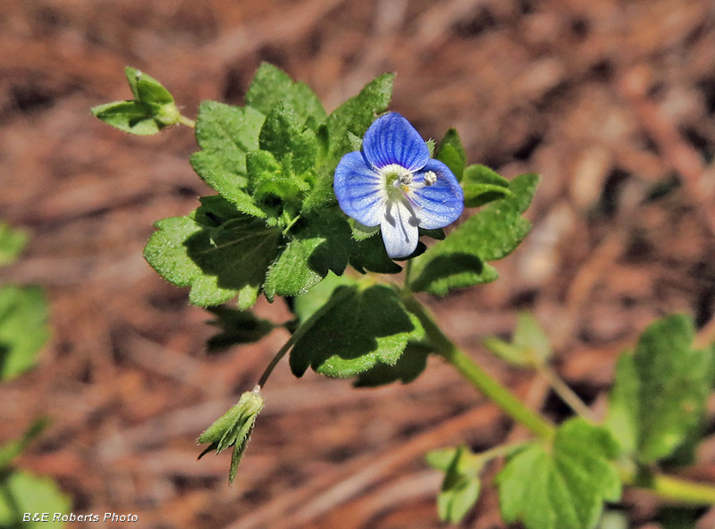 Persian_Speedwell