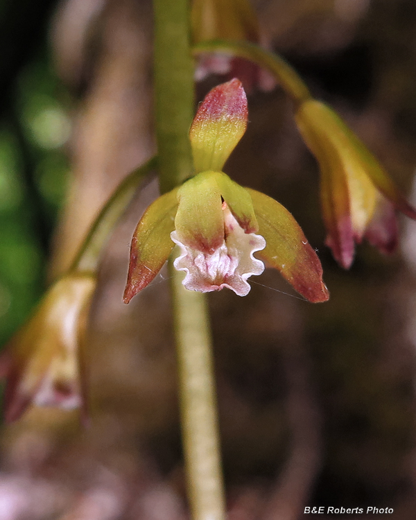 Puttyroot_Orchid