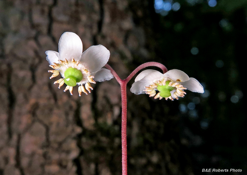 Wintergreen