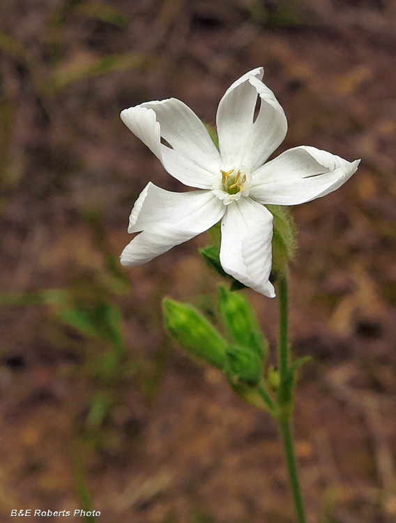 White_Campion