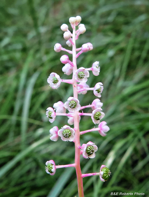 Pokeweed