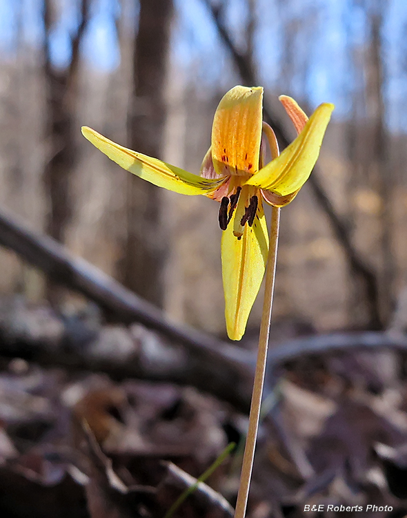 Trout_Lily