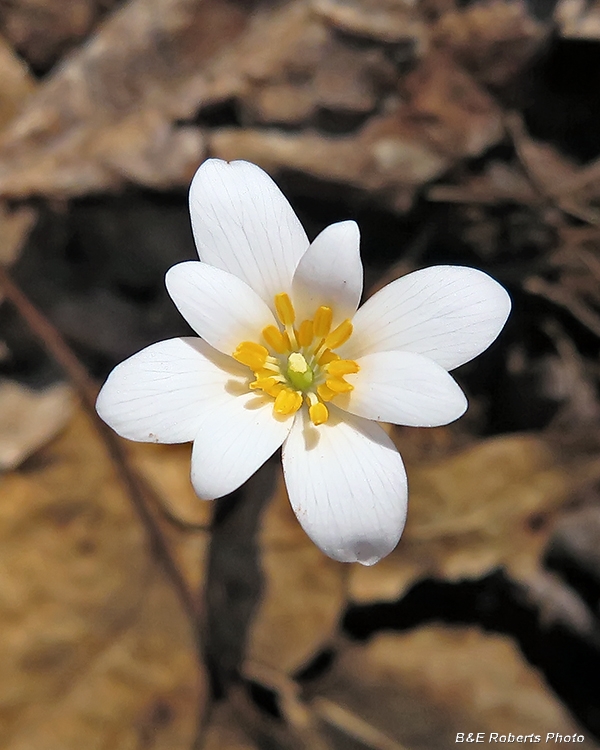 Bloodroot