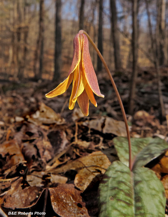 Trout_Lily