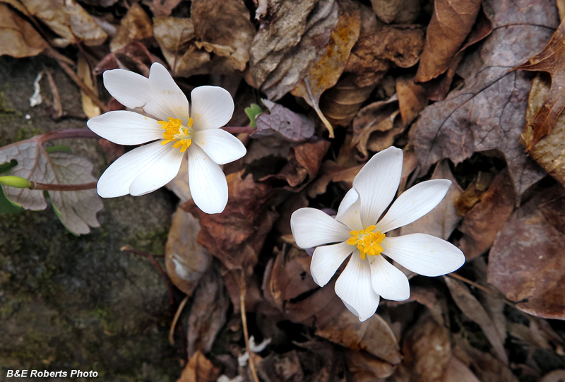 Bloodroot