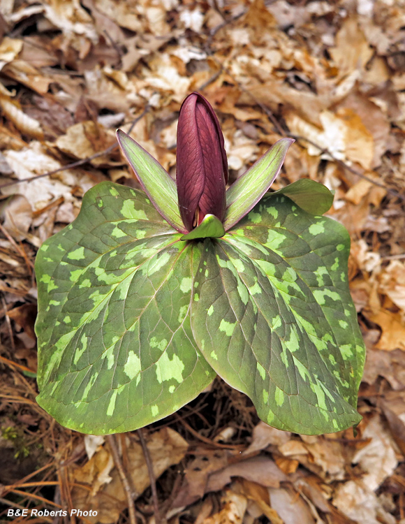 Trillium_cuneatum