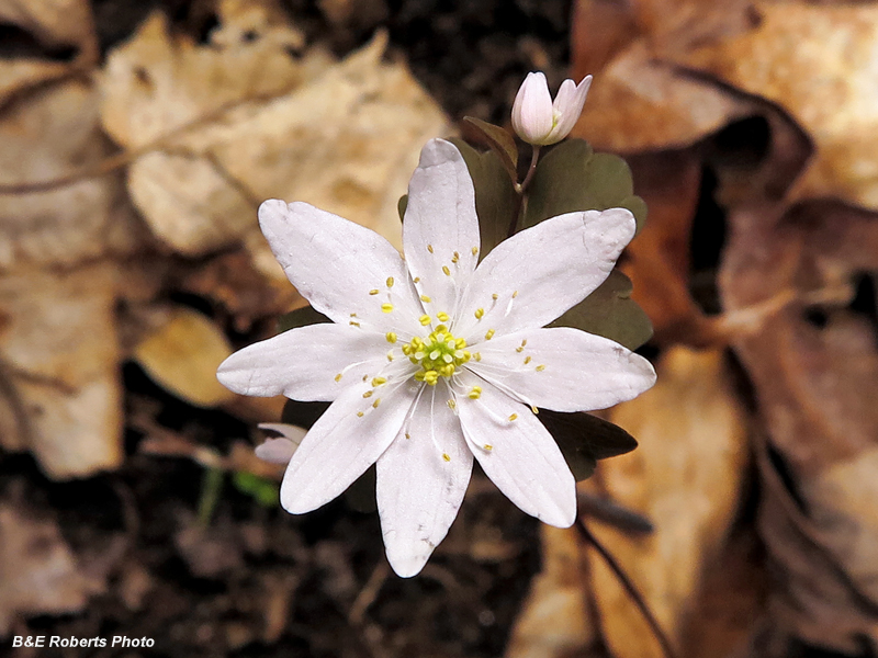 Rue_Anemone