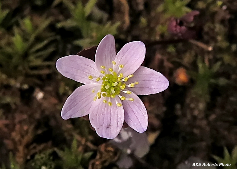 Pink_Rue_Anemone