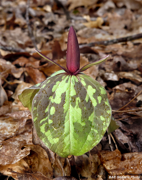 Trillium